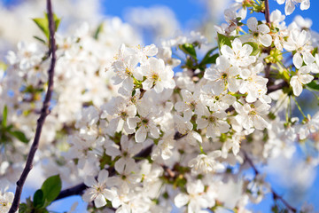 flowering tree apricot