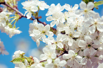 flowering tree apricot