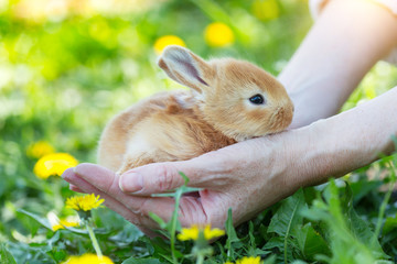 girl and rabbit