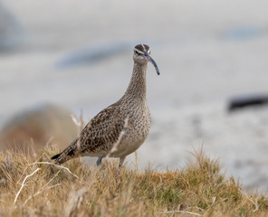 Whimbrel with sand on beak standing in grass by Pacific Ocean, Pacific Grove, California coast