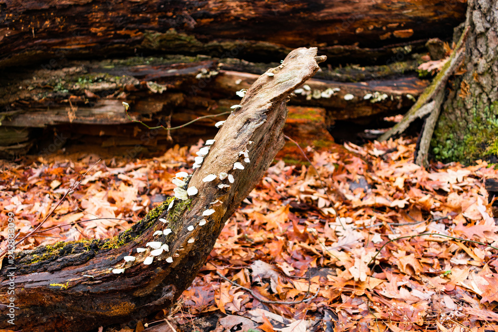 Wall mural Fungi on a Log on a Forest Floor with Leaves during the Winter