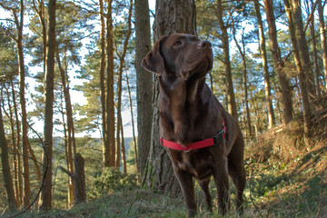 chocolate labrador in the woods
