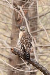 Wild hawk bird