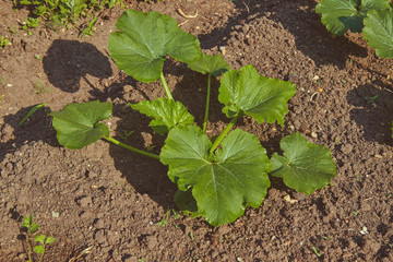 Cucurbita plant in the garden in spring