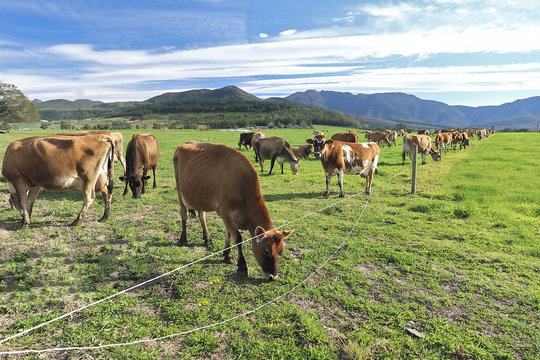 รูปภาพKikuyu เลือกดูภาพถ่ายสต็อก เวกเตอร์ และวิดีโอ246 Adobe Stock