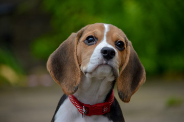 Cute beagle close up