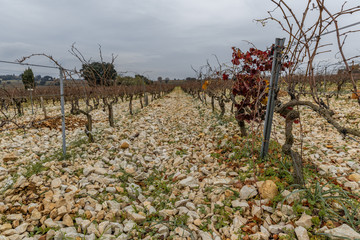 Vineyards of Châteauneuf-du-Pape in Provence near Avignon in the south of France