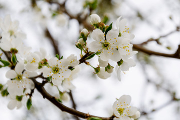 Naklejka premium delicate flowering fruit tree branch