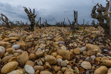 Vineyards of Châteauneuf-du-Pape in Provence, south of France near Avignon.