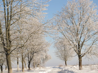 Landscape. Winter