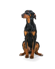 portrait of a dog- "Doberman"