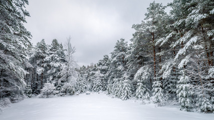 Snow and trees on a cold winter morning in Lake Placid, the Adirondacks