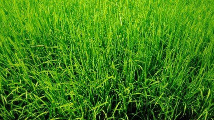 Green rice plants in agriculture field