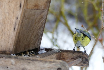 Blaumeise am Vogelhäuschen