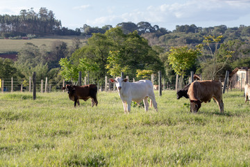 gado no campo (vaca, boi)