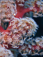 Underwater close-up photography of  coral polyps.