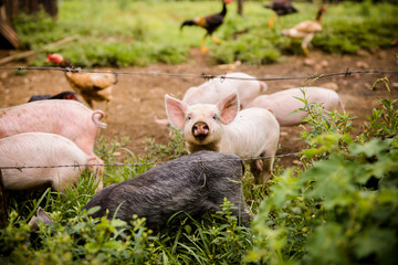 Fototapeta premium pigs and chickens