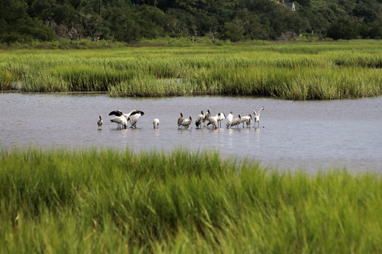 South Carolina wildlife nature background.Group go american wood storks looking for food between oysters in salt marsh at Huntington Beach State Park.Litchfield, Myrtle Beach area, South Carolina, USA