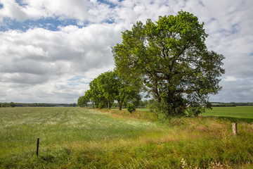 Dutch rural landscape with grass fields and arcade of trees