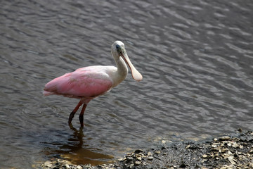 Fototapeta na wymiar South Carolina wildlife nature. Beautiful roseate spoonbill looking for food between oysters in a salt marsh water at Huntington Beach State Park. Litchfield, Myrtle Beach area, South Carolina, USA.