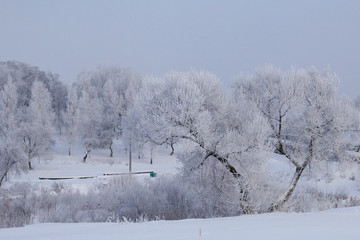 Winter Park. Bushes and trees are covered with thick frost.