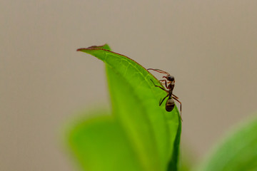 Ameise Ants