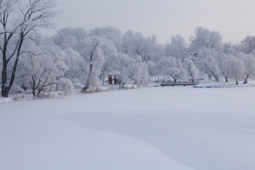 Winter Park. Bushes and trees are covered with thick frost. Seen ice-bound lake.
