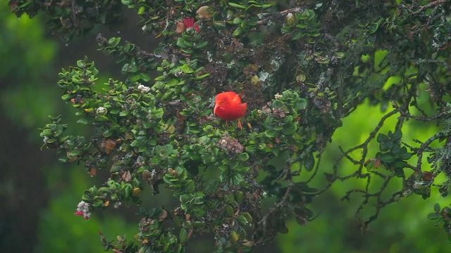 The Iʻiwi (Drepanis coccinea) or scarlet honeycreeper sits on the tree and flies away during rainfall in Haleakala National Park, Maui, Hawaii