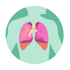 Human lungs.  Human health.
