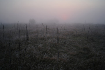 dry grass in the meadow near the woods covered with frost