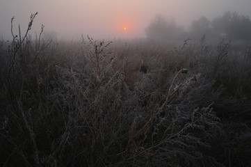 dry grass in the meadow near the woods covered with frost
