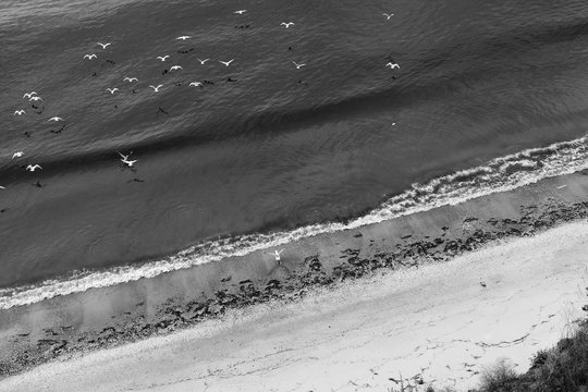 birds and sea