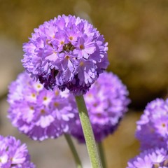 Obraz premium Bunched purple closeup