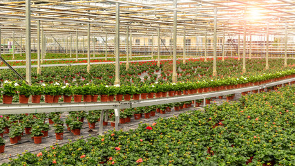 Industrial greenhouse with rows of cultivation