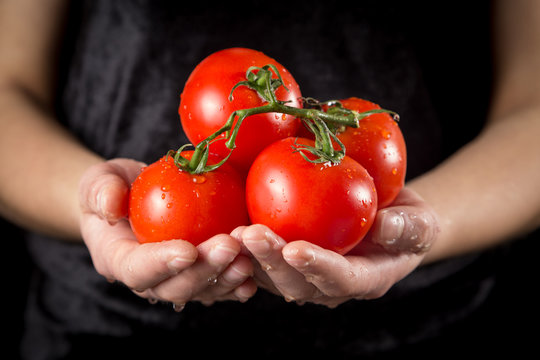 Red tomatoes in woman hands on black background