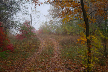 Obraz premium country road in autumn in the mist