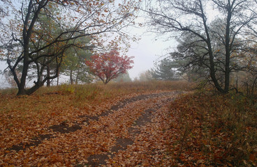 Fototapeta premium country road in autumn in the mist