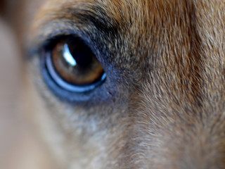 eye of dog