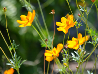 yellow flowers in the garden