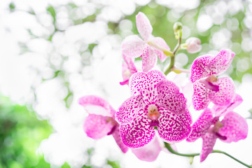 Pink orchid flowers in tropical garden blur background.