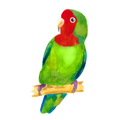 Fototapeta na wymiar the tropical Red-cheeked lovebird parrot. watercolor illustration