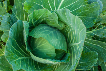 Fototapeta premium Fresh cabbage vegetable in field.