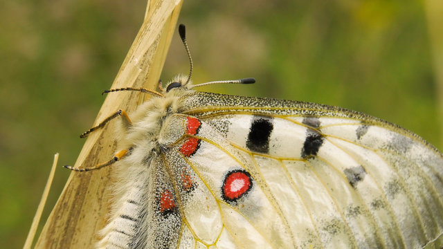 Butterfly Parnassius apollo.