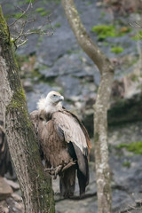 Griffon vulture on a rock