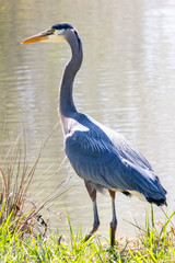 Great Blue Heron by a green pond