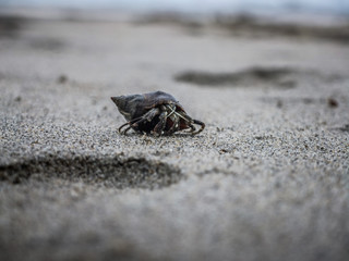 Small crustacean on the sands of the beach