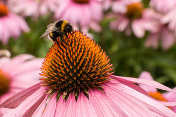 Hummel auf der Blüte einer Echinacea purpurea