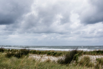 Dünengras Nordseeküste