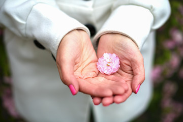 A small Sakura flower lies in the palms of a girl in a white coat. A fragment of a girl's hand