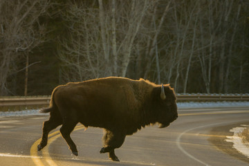 Why Did the Bison Cross the Road © Madison Webb